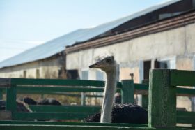  Первая экскурсионная поездка на страусиную ферму «Птица удачи»