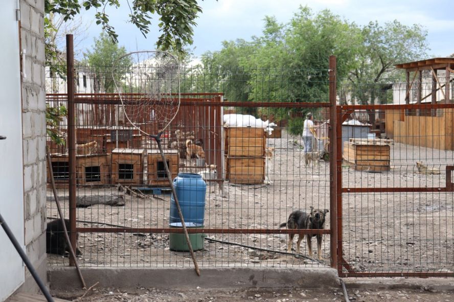 Ольга Прудникова сегодня с общественниками обсудила тему регулирования численности безнадзорных животных в Туве.